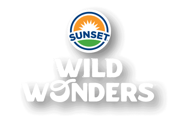 Sunset Grown Wild Wonders